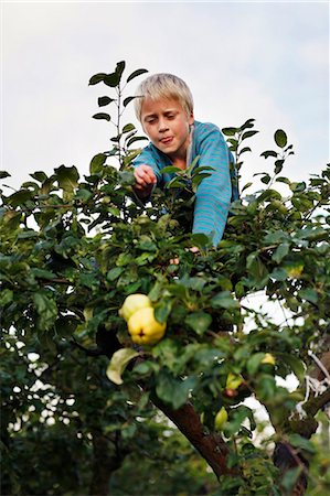 simsearch:649-05555429,k - Boy picking fruit in tree Stock Photo - Premium Royalty-Free, Code: 6122-07701983