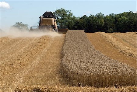 farmer in wheat field - Thresher harvesting wheat Foto de stock - Sin royalties Premium, Código: 6122-07702250