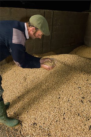 simsearch:630-07071163,k - Father examining grain in barn Stock Photo - Premium Royalty-Free, Code: 6122-07703253