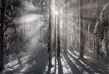 Sun shining in snowy forest Stock Photo - Premium Royalty-Free, Code: 6122-07703255