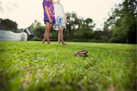 simsearch:6122-07698204,k - Frog crouched in grass in backyard Stock Photo - Premium Royalty-Free, Code: 6122-07703338