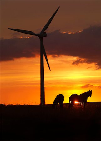Horses and wind turbine at sunset Stock Photo - Premium Royalty-Free, Code: 6122-07703788