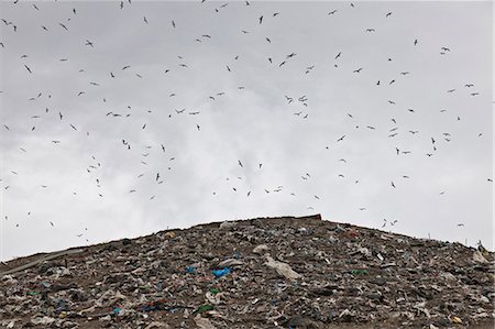 swarm - Birds circling garbage collection center Stock Photo - Premium Royalty-Free, Code: 6122-07704719