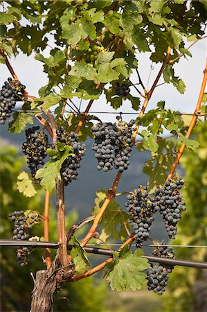 Close up of grapes on vine in vineyard Stock Photo - Premium Royalty-Free, Code: 6122-07705464