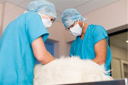 simsearch:649-06000982,k - Veterinary surgeons working on dog Stock Photo - Premium Royalty-Free, Code: 6122-07705749