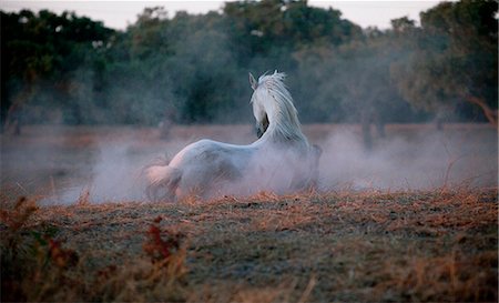 dusty environment - Horse walking in foggy field Stock Photo - Premium Royalty-Free, Code: 6122-07706908