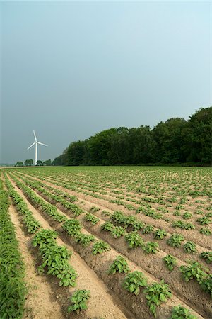 potato field - Wind turbine by field Stock Photo - Premium Royalty-Free, Code: 6122-07707494