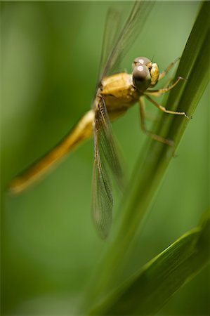 dragon fly - Close up of dragonfly on stalk Stock Photo - Premium Royalty-Free, Code: 6122-08229789