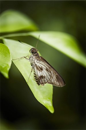 Close up of butterfly on leaf Stock Photo - Premium Royalty-Free, Code: 6122-08229790