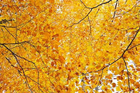 simsearch:696-03394776,k - Sweden, Uppland, Lidingo, Autumn leaves Photographie de stock - Premium Libres de Droits, Code: 6126-08580820