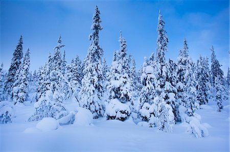 simsearch:6126-08643376,k - Sweden, Dalarna, Salen, Pine trees in winter at dusk Foto de stock - Sin royalties Premium, Código: 6126-08658843