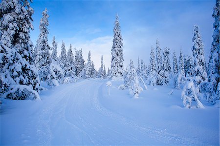 simsearch:6126-08643376,k - Sweden, Dalarna, Salen, Pine trees and country road in winter Foto de stock - Sin royalties Premium, Código: 6126-08658844