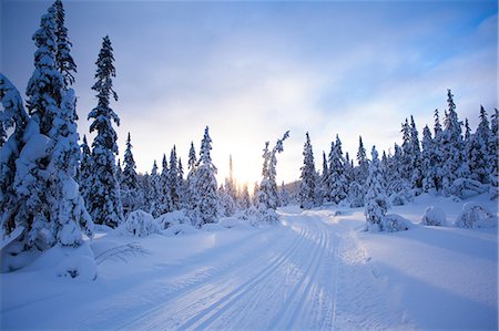 simsearch:6126-08643376,k - Sweden, Dalarna, Salen, Pine trees and country road in winter Foto de stock - Sin royalties Premium, Código: 6126-08658845