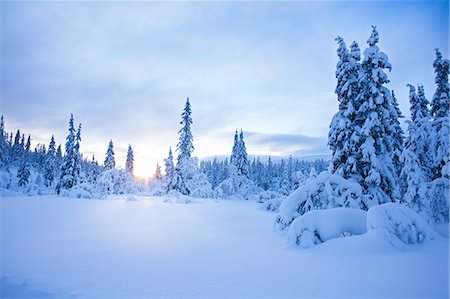 simsearch:6126-08643376,k - Sweden, Dalarna, Salen, Pine forest in winter at sunrise Foto de stock - Sin royalties Premium, Código: 6126-08658848