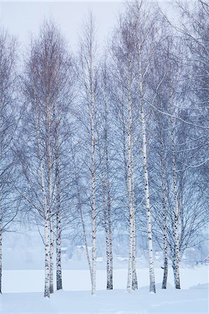 simsearch:6126-08643376,k - Sweden, Dalarna, Mora, High bare trees in winter Foto de stock - Sin royalties Premium, Código: 6126-08659147