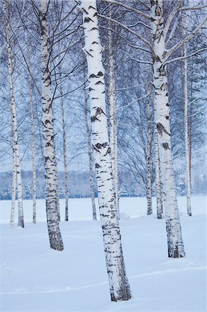 simsearch:6126-08643376,k - Sweden, Dalarna, Mora, Bare trees of winter landscape Foto de stock - Sin royalties Premium, Código: 6126-08659148