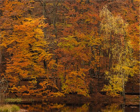 fall season - Sweden, Skane, Soderasens National Park, Trees reflecting in pond Stock Photo - Premium Royalty-Free, Code: 6126-08659205