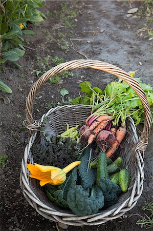 Sweden, Uppland, Solna, Ulriksdal, Freshly picked vegetables in wicker basket Foto de stock - Sin royalties Premium, Código: 6126-08635195