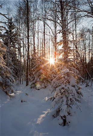 simsearch:6126-08643376,k - Sweden, Sodermanland, Tyresta, Forest under snow Foto de stock - Sin royalties Premium, Código: 6126-08635415