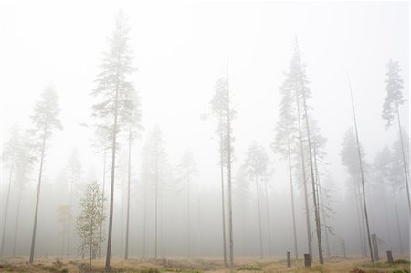 simsearch:6126-08643505,k - Sweden, Narke, Forest in fog Stock Photo - Premium Royalty-Free, Code: 6126-08635562