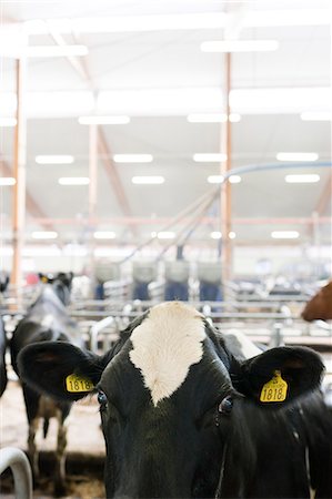 Sweden, Ostergotland, Bleckenstad, Cow in dairy farm Stock Photo - Premium Royalty-Free, Code: 6126-08635533