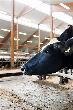 Sweden, Ostergotland, Bleckenstad, Cow in dairy farm Stock Photo - Premium Royalty-Free, Code: 6126-08635534