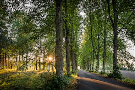 rustique - Sweden, Sodermanland, Treelined rural road Photographie de stock - Premium Libres de Droits, Code: 6126-08635613