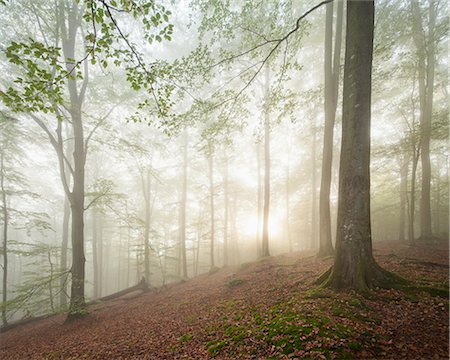 simsearch:6126-08643505,k - Sweden, Skane, Soderasen National Park, View of forest Stock Photo - Premium Royalty-Free, Code: 6126-08635735