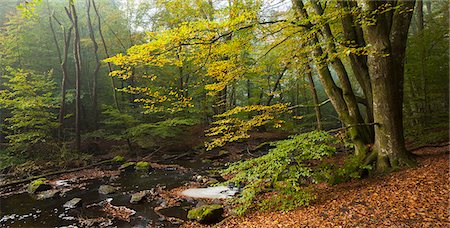 simsearch:6126-08643505,k - Sweden, Skane, Soderasen National Park, View of forest Stock Photo - Premium Royalty-Free, Code: 6126-08635739