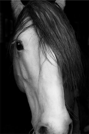 Sweden, Portrait of domestic animal (Equus ferus caballus) Stock Photo - Premium Royalty-Free, Code: 6126-08636244