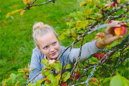 simsearch:649-07238535,k - Finland, Uusimaa, Sipoo, Woman reaching for apple on branch Stock Photo - Premium Royalty-Free, Code: 6126-08636723