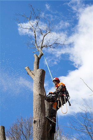simsearch:649-06622380,k - Arborist cutting tree trunk Foto de stock - Sin royalties Premium, Código: 6126-09102684