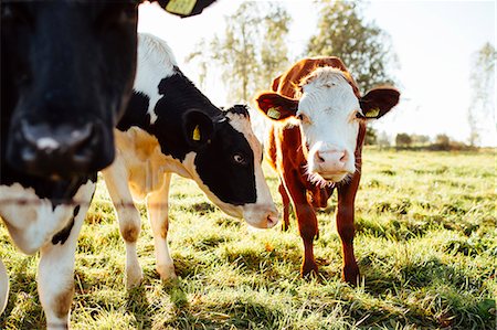 domestic cattle - Cows grazing in pasture Stock Photo - Premium Royalty-Free, Code: 6126-09103697