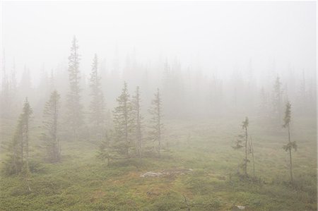 dreamy - Foggy forest in Jamtland, Sweden Stock Photo - Premium Royalty-Free, Code: 6126-09103909