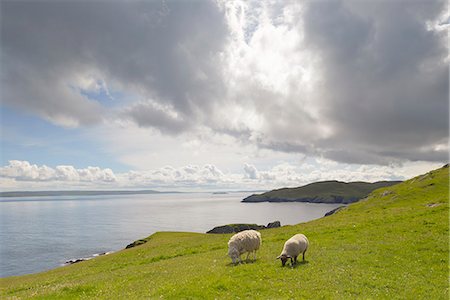 simsearch:649-07560533,k - Sheep on hill by beach in Fethaland, Scotland Photographie de stock - Premium Libres de Droits, Code: 6126-09104131