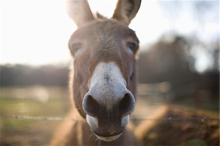 Close-up of donkey Stock Photo - Premium Royalty-Free, Code: 6128-08747890