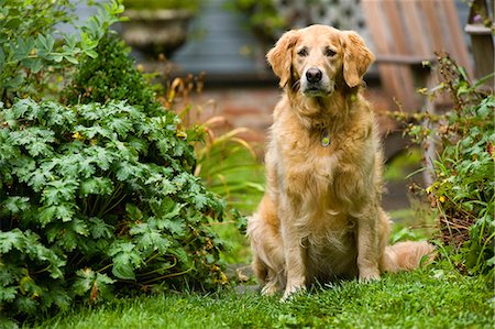 Portrait of a dog sitting in a garden surrounded by lush foliage. Stock Photo - Premium Royalty-Free, Code: 6128-08766614