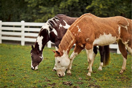 Horses grazing in an enclosure. Foto de stock - Sin royalties Premium, Código: 6128-08766752