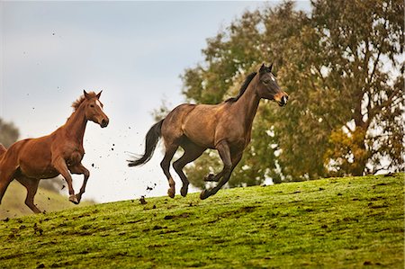 Bay horses galloping in a field. Stock Photo - Premium Royalty-Free, Code: 6128-08766764
