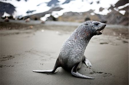 Seal moving along the beach while calling to other seals nearby. Stock Photo - Premium Royalty-Free, Code: 6128-08766854