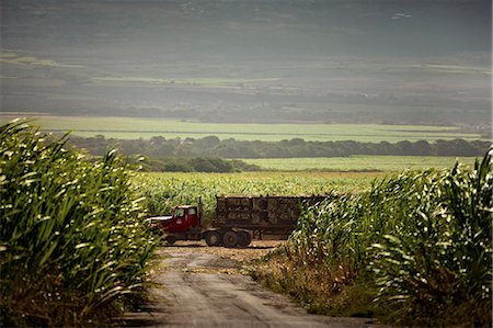 farmland hawaii - Truck loading up with crops with scenic farmland in the background. Stock Photo - Premium Royalty-Free, Code: 6128-08767131