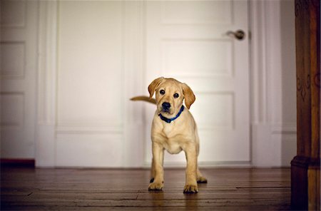 Curious puppy inside home interior. Stock Photo - Premium Royalty-Free, Code: 6128-08780553