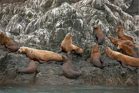 simsearch:400-04533218,k - Seals resting on a rock Stock Photo - Premium Royalty-Free, Code: 6128-08799061