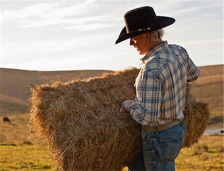 Farmer placing hay on his paddock. Stock Photo - Premium Royalty-Free, Code: 6128-08737561