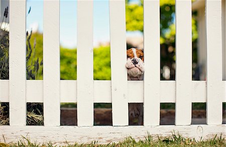 residential fence - Dog looking through a white picket fence. Stock Photo - Premium Royalty-Free, Code: 6128-08737818