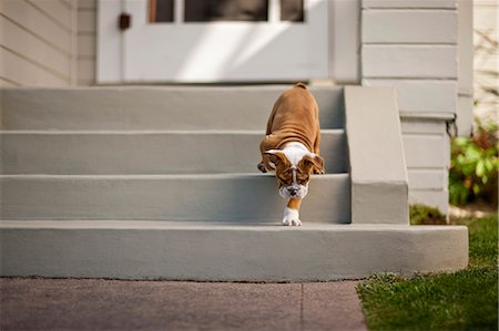 Dog walking down the front steps of his home. Stock Photo - Premium Royalty-Free, Code: 6128-08737821