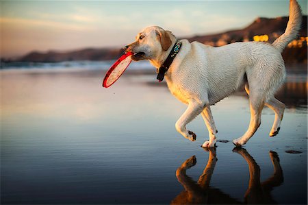 Golden labrador playing  with a flying disc on a beach. Stock Photo - Premium Royalty-Free, Code: 6128-08738144