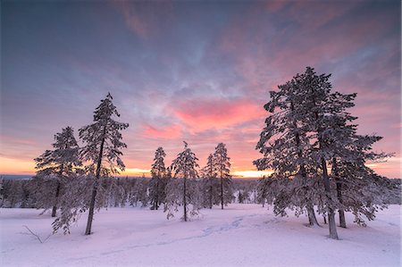 The pink light of the arctic sunset illuminates the snowy woods Vennivaara Rovaniemi Lapland region Finland Europe Stock Photo - Premium Royalty-Free, Code: 6129-09044897