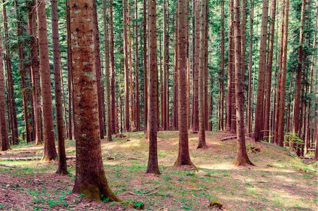 Europe,Italy ,Tuscan Emilian Apennines, the nature reserve in Italy Stock Photo - Premium Royalty-Free, Code: 6129-09057556