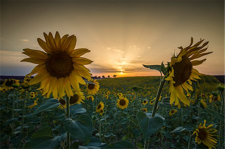 Sunflowers at sunset in Provence. Alpes-de-Haute-Provence, Provence-Alpes-Côte d'Azur, France, Europe. Stock Photo - Premium Royalty-Free, Code: 6129-09057742